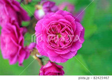 蜂ヶ峰の薔薇 82425467