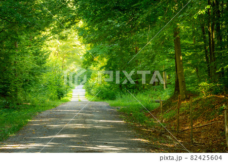風景　森の小道 森の小道 〜 forest path | Koziro Hasegawa | Flickr