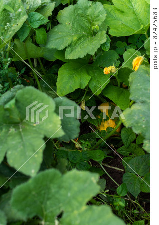 Ripe pumpkin in leaves in the garden Ripe pumpkin in leaves in the garden 82425683