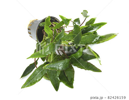 Cryptocoryne affinis in studio 82426159