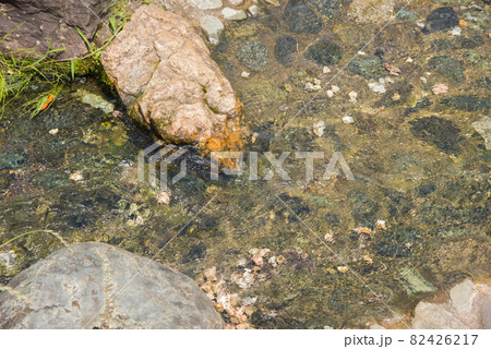 緩やかに流れる透明で綺麗な清流 82426217