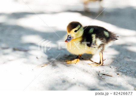 small duckling chick walks near the lake 82426677