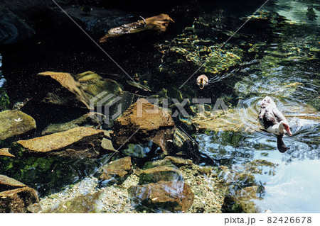 mother duck and duckling swim in the clear water of the lake mother duck and duckling swim in the clear water of the lake 82426678