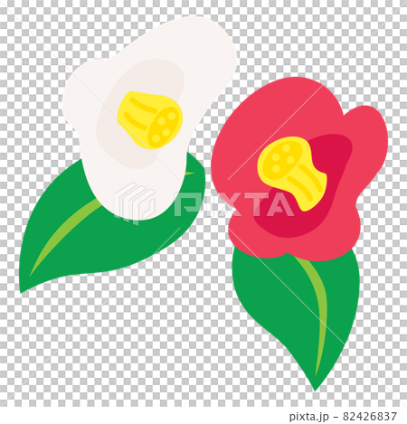 Illustration of red and white camellia Illustration of red and white camellia 82426837
