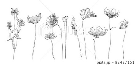 Nature floral illustration vector for design element and wedding vector. Line Hand Drawn Illustration. Black meadow of flowers, herbs isolated on white background. Botanical plant. 82427151