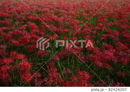 上富田町市ノ瀬の彼岸花 上富田町市ノ瀬の彼岸花 82428207