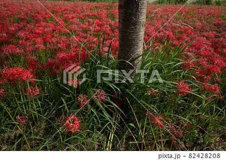 上富田町市ノ瀬の彼岸花 上富田町市ノ瀬の彼岸花 82428208