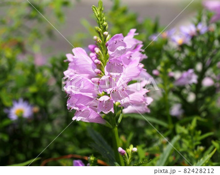 日差しの中のうすいピンクのハナトラノオの花 日差しの中のうすいピンクのハナトラノオの花 82428212