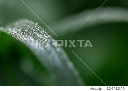 Macro shot of dew on a leaf on a blurred background. Macro shot of dew on a leaf on a blurred background. 82428296