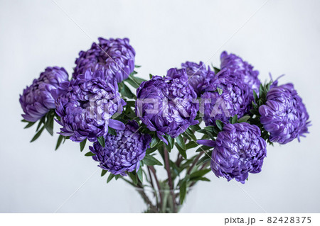 Bouquet of blue chrysanthemums close-up on a white background. 82428375