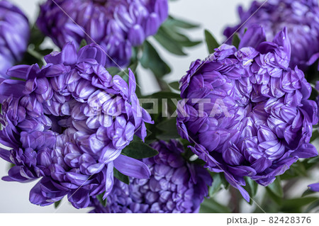Close-up of blue chrysanthemums on a blurred background. 82428376