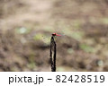 赤とんぼ 82428519