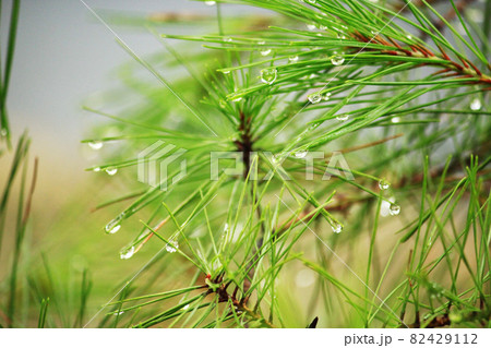 雨に濡れる松の枝の様子 雨に濡れる松の枝の様子 82429112