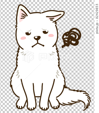 目を逸らす北海道犬(白) 目を逸らす北海道犬(白) 82429853