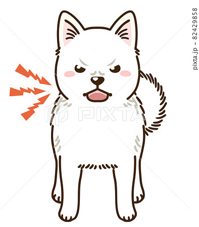 威嚇する北海道犬 白 のイラスト素材