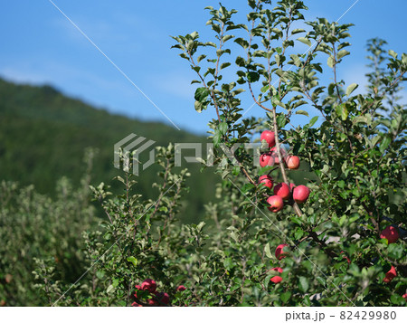爽快に晴れ日の赤い完熟リンゴ 爽快に晴れ日の赤い完熟リンゴ 82429980