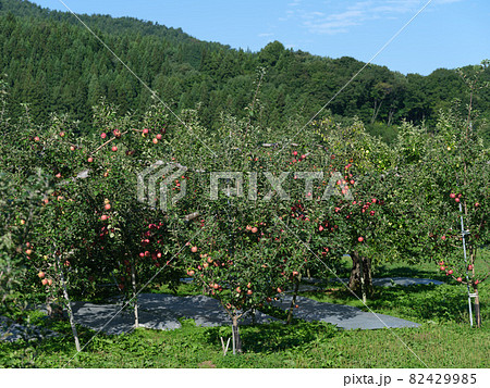 爽快に晴れ日の赤い完熟リンゴ 82429985