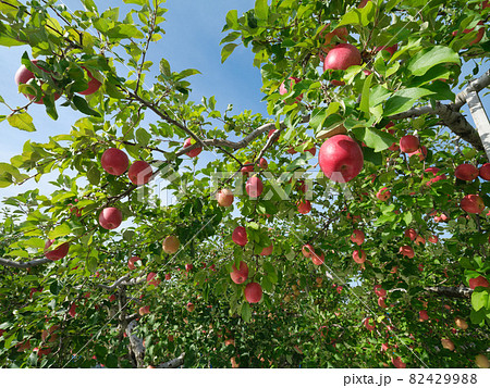爽快に晴れ日の赤い完熟リンゴ 82429988