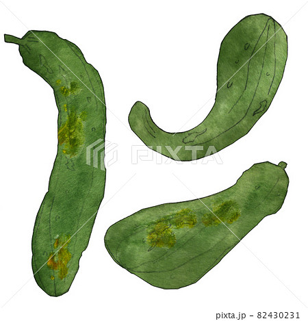 ふぞろい野菜のイラスト きゅうり  透明水彩  82430231