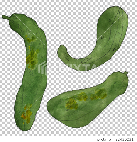 ふぞろい野菜のイラスト きゅうり  透明水彩  82430231