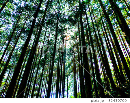 山の木々 山の木々 82430700