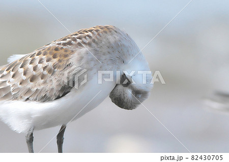 トウネンの恍惚表情 82430705