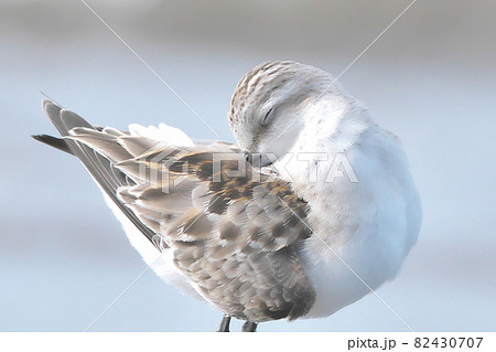 トウネンの恍惚表情 トウネンの恍惚表情 82430707