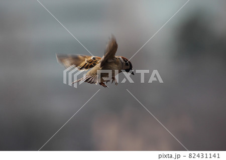 特大サイズのスズメの飛揚 特大サイズのスズメの飛揚