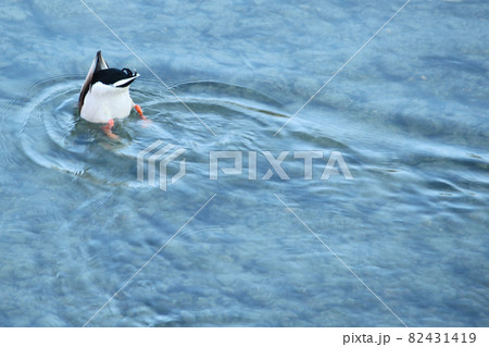 水面からおしりを出す水鳥 82431419