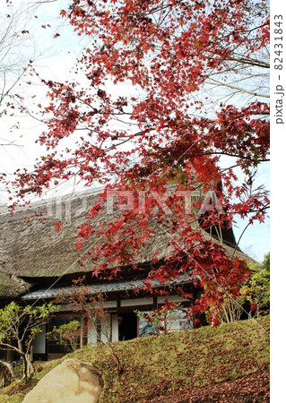 赤いもみじの向こうに茅葺屋根の古民家 春風萬里荘 赤いもみじの向こうに茅葺屋根の古民家 春風萬里荘 82431843