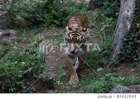 トラ トラ 82432043