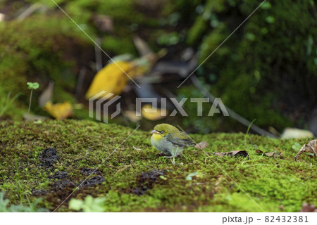 迷子になった子供のメジロが昼寝をしている1 82432381