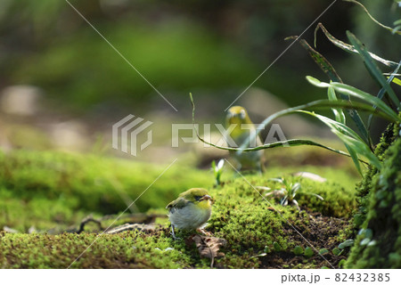 迷子になった子供のメジロを遠くから見守る親鳥1 82432385