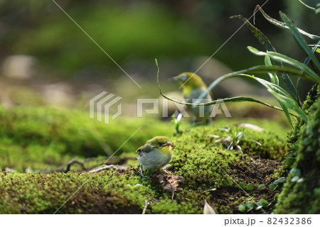 迷子になった子供のメジロを遠くから見守る親鳥2 82432386