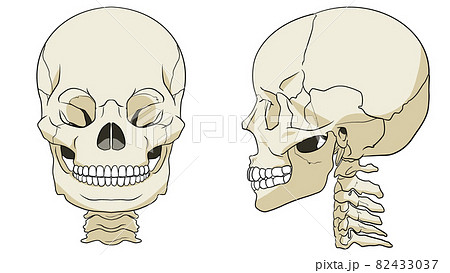 正面と側面から見た頭蓋骨のイラストのイラスト素材
