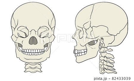正面と側面から見た頭蓋骨のイラストのイラスト素材