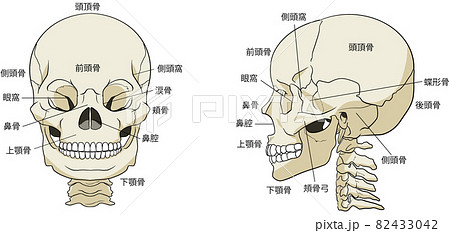 部位名を記載した頭蓋骨のイラストのイラスト素材