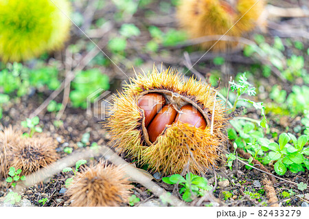 【秋素材】栗の実【長野県】 82433279