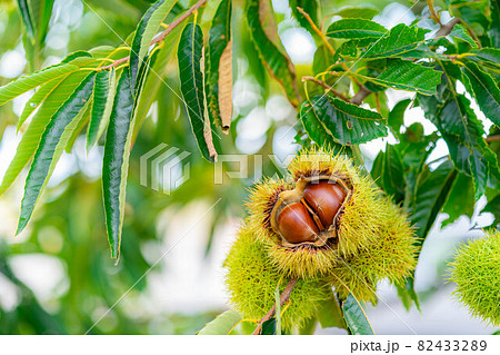 【秋素材】栗の実【長野県】 82433289