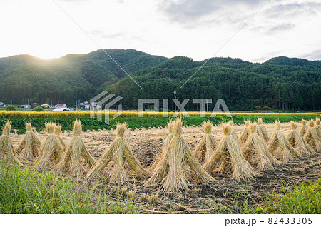 わらぼっち　山形村 82433305