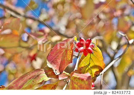ハナミズキの紅葉と赤い実 ハナミズキの紅葉と赤い実 82433772