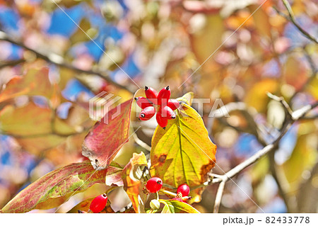 ハナミズキの紅葉と赤い実 82433778