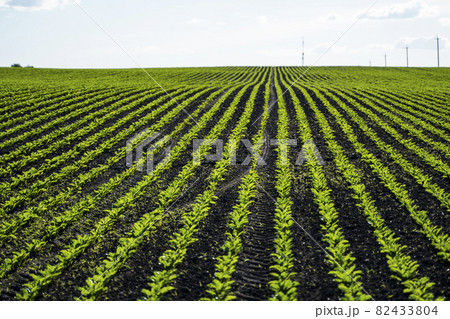 Straight rows of sugar beets growing in a soil in perspective on an agricultural field. Sugar beet cultivation. Young shoots of sugar beet, illuminated by the sun. Agriculture, organic. Straight rows of sugar beets growing in a soil in perspective on an agricultural field. Sugar beet cultivation. Young shoots of sugar beet, illuminated by the sun. Agriculture, organic. 82433804