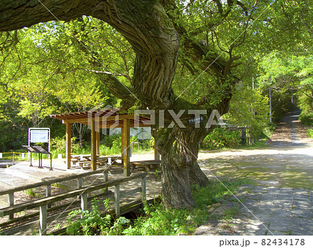 仁川渓谷の上流域・広川原の「甲山なかよし池」/アカメヤナギの並木のある遊歩道/兵庫県西宮市 82434178