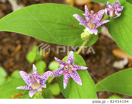 ホトトギス 82434194