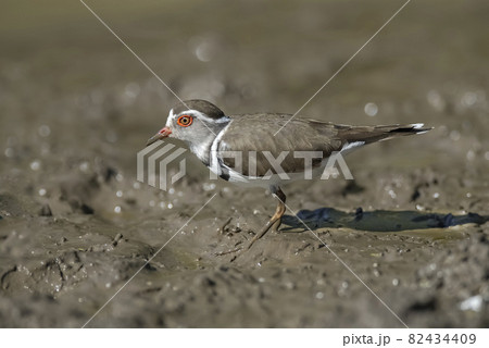 Three banded plover.Charadrius tricollaris, Kruger National Park, South Africa. 82434409