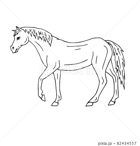 Vector hand drawn doodle sketch horse 82434557