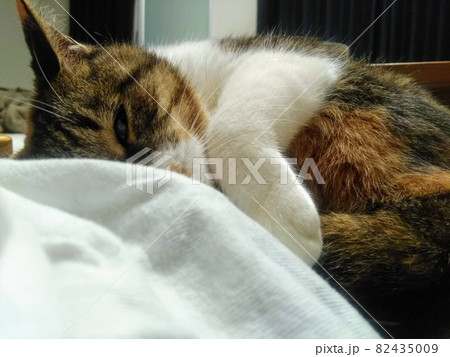 【ねこ】三毛猫の日常 【ねこ】三毛猫の日常 82435009