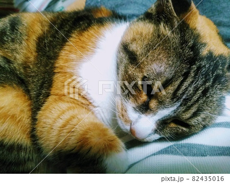 【ねこ】三毛猫の日常 【ねこ】三毛猫の日常 82435016