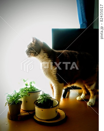 【ねこ】三毛猫の日常 【ねこ】三毛猫の日常 82435017
